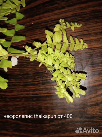 Сеянцы папоротников