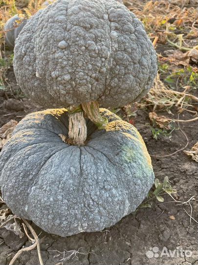 Тыква жаба и адыгейская