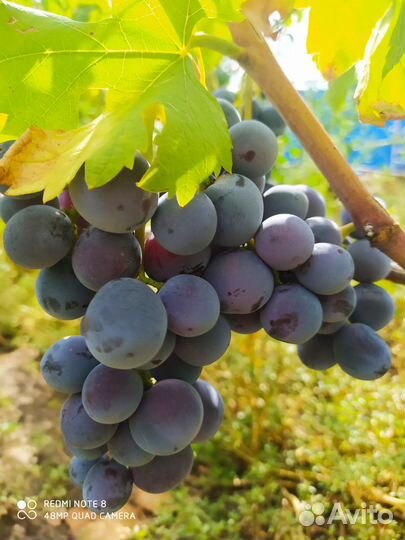 Продам черенки винограда
