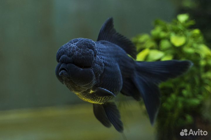 Оранда черная