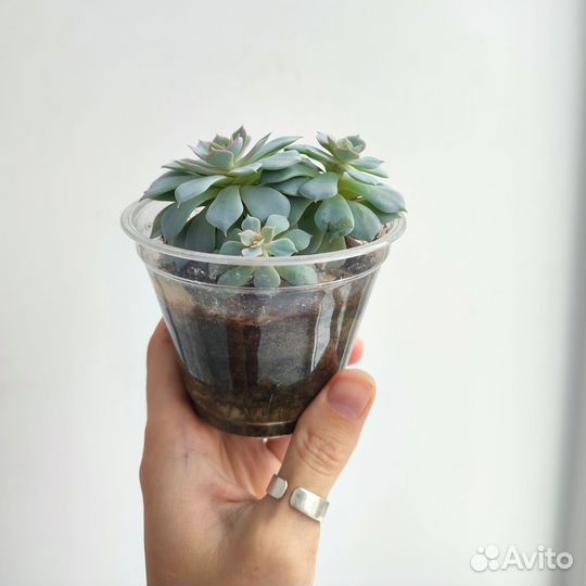 Комнатные растения, эхеверия