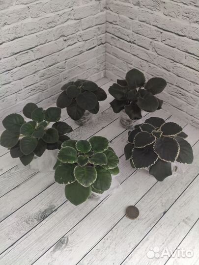 Фиалки сортовые. Набор 5 шт. Крупные детки