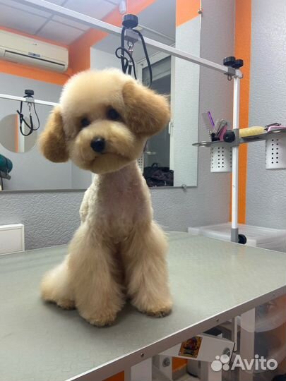 Стрижка собак и кошек