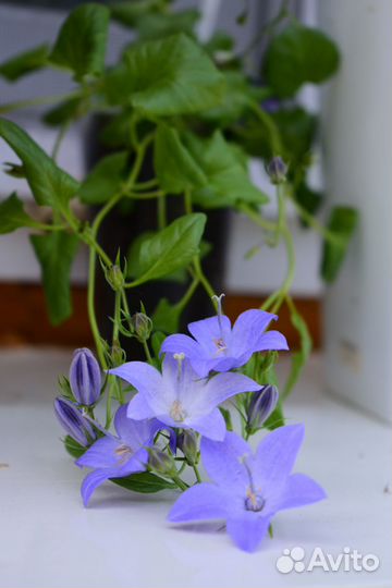 Семена кампанулы. 10 шт