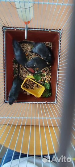 Песчанки