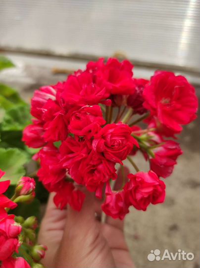 Пеларгония разных сортов