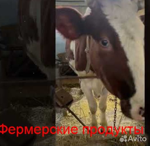 Молоко Джерси 1л