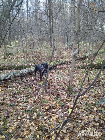 Курцхаар вязка