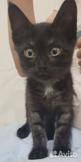 Котенок мальчик 2 месяца
