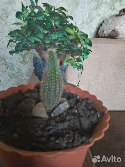 Кактусы и суккуленты