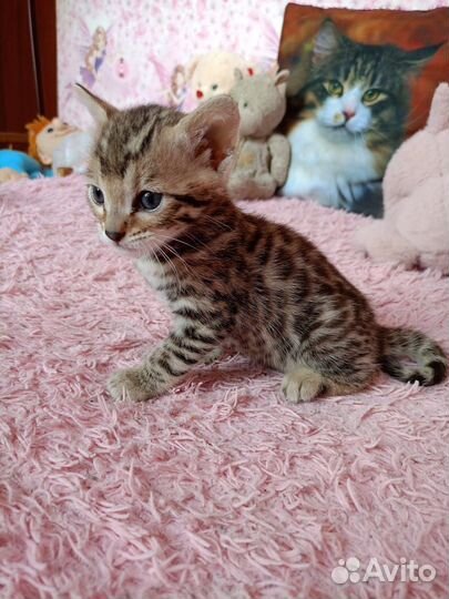 Бенгальская