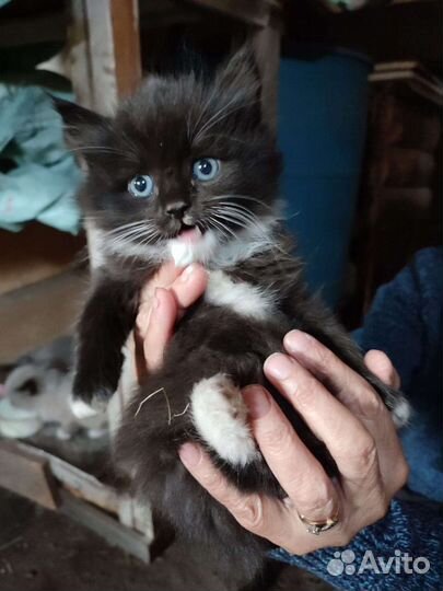 Красивые котята в добрые руки