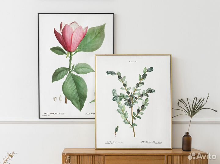Интерьерные ботанические постеры