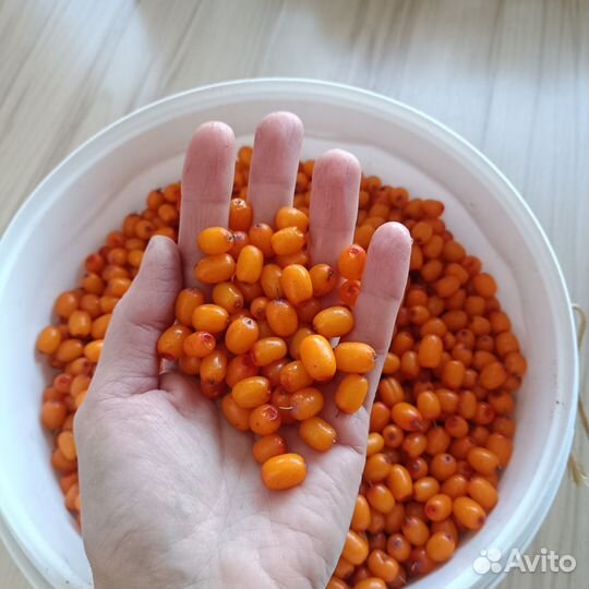 Облепиха ягоды