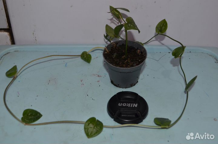 Монстера дубия мелколистная