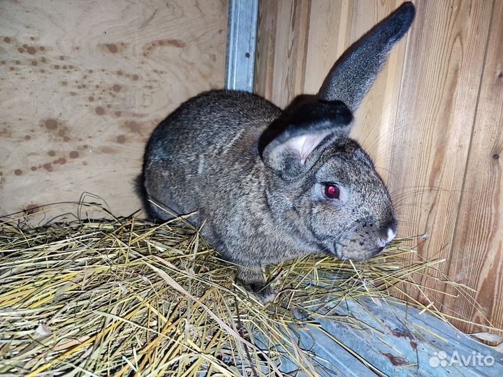 Кролики мясных пород великаны