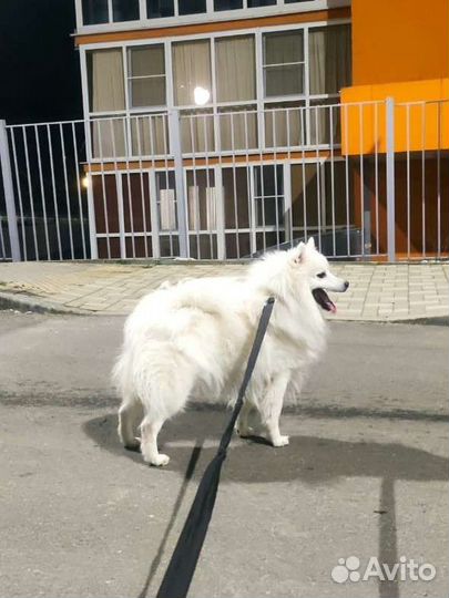 Вязка Японский шпиц