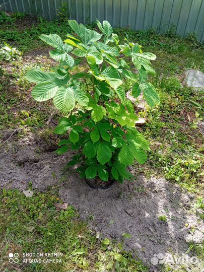 Саженец каштана