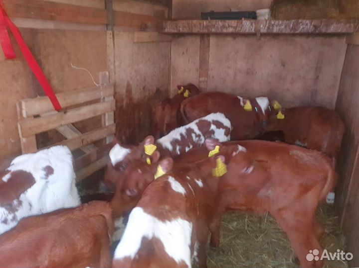 Телята бычки тёлки доставка бесплатная