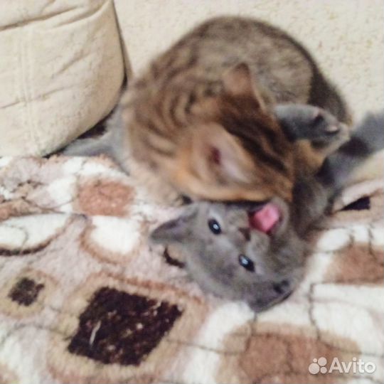 Отдам в добрые руки