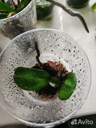 Орхидея фаленопсис