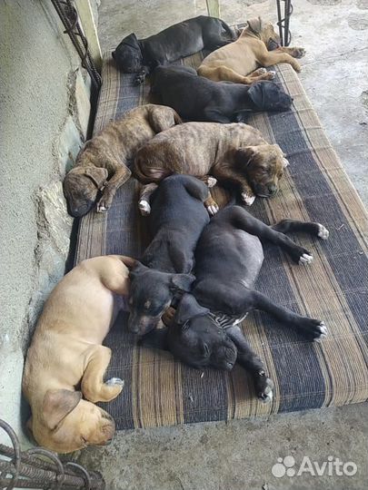 Щенки питбуля