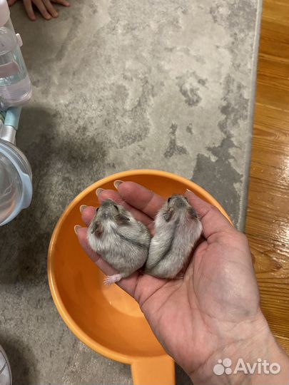 Джунгарский хомяк