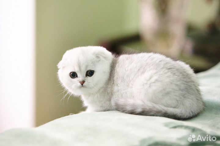 Вислоухие и прямоухие серебристые шиншиллы