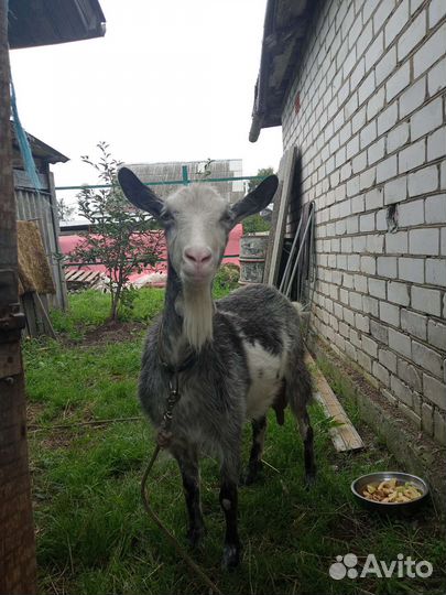 Коза дойная молочная.2,5 года