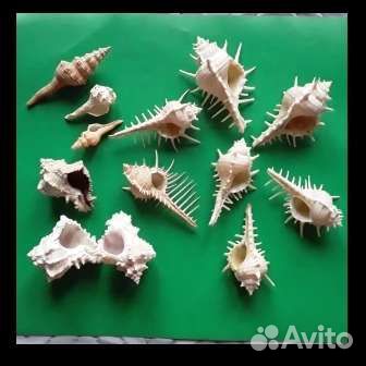 Раковины в небольшом количестве
