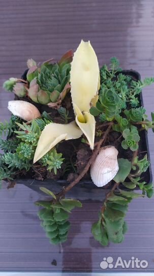 Флорариум суккуленты