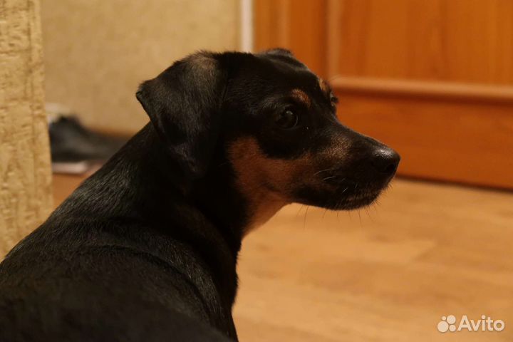 Гостиница для животных