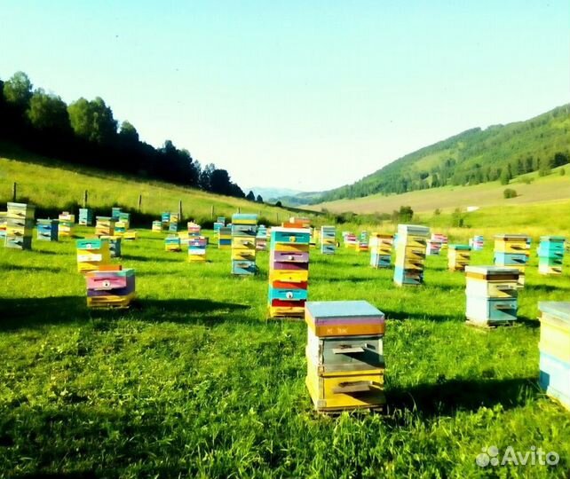 2024 Мед натуральный с Алтая опт