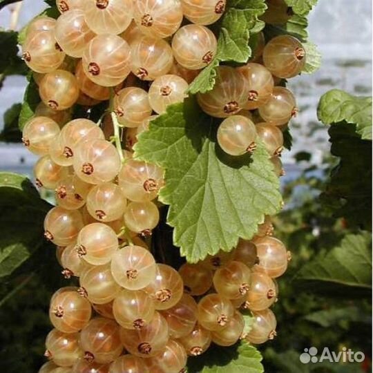 Саженцы персик, черешня и т.д