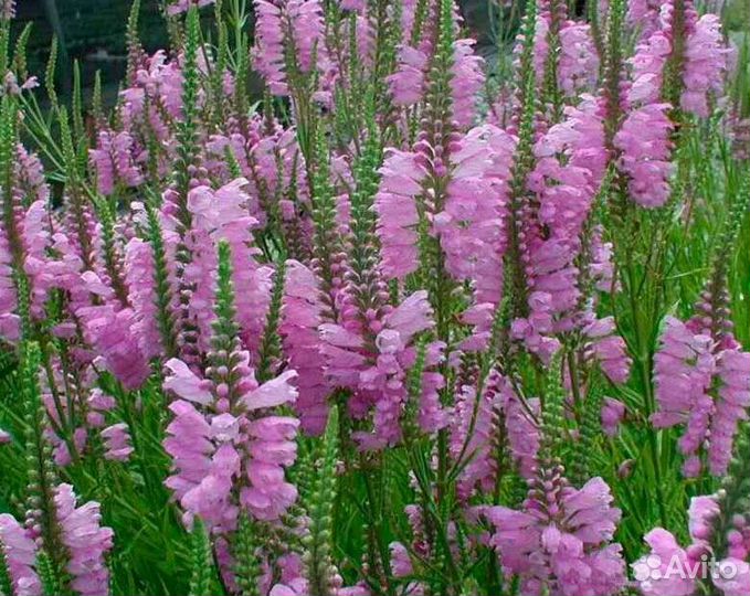 Садовые растения