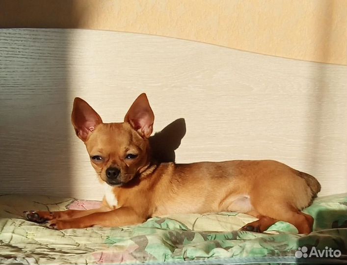 Вязка чихуахуа