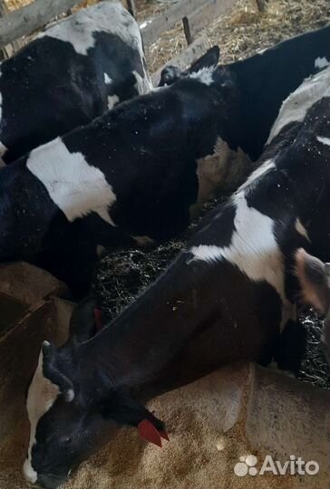 Быки живым весом