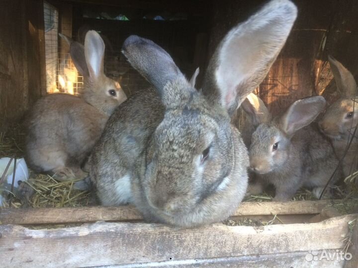 Кролики серые великаны и серебро