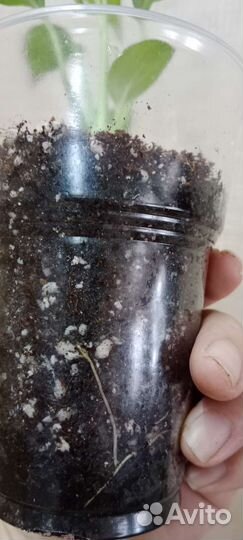 Спатифиллум Spilt Milk