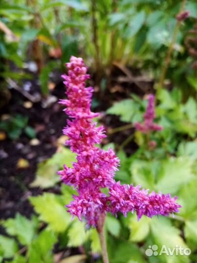 Астильба низкорослая