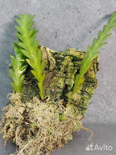 Dendrobium keithii Азия
