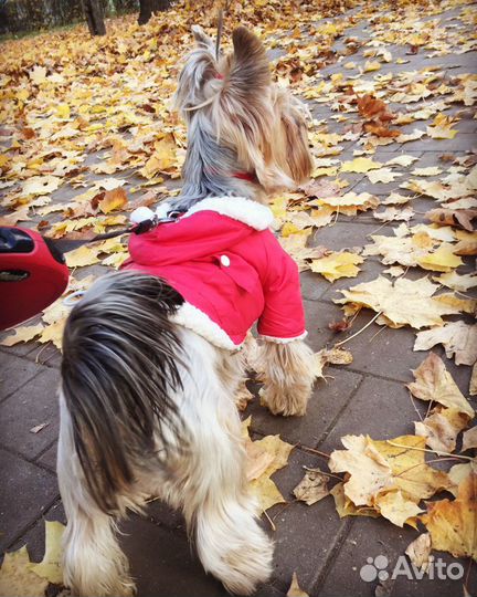 Костюм для собаки