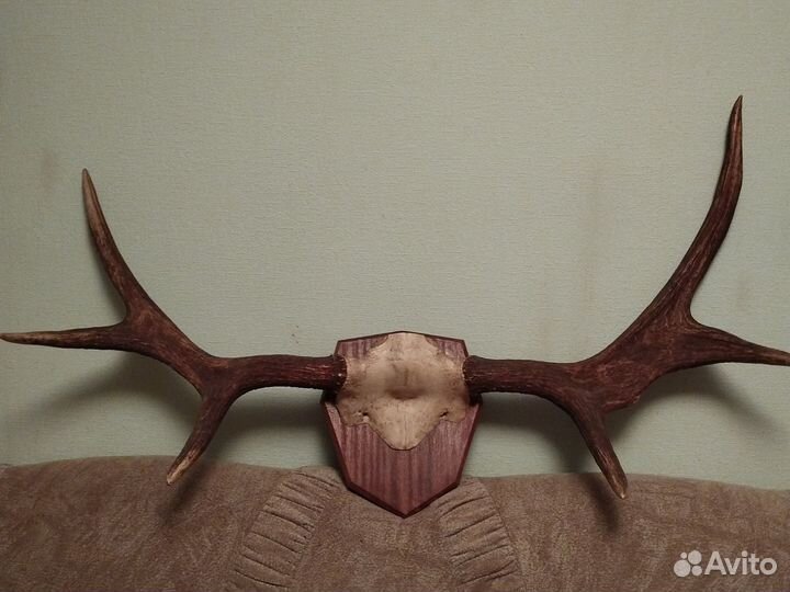 Рога лося на медальоне