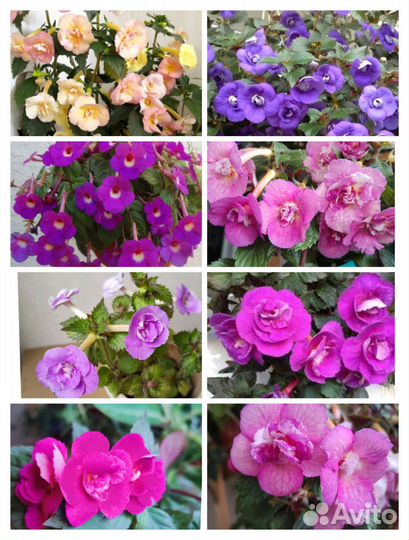 Ризомы ахименесов