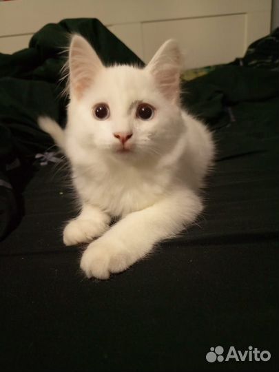 Котенок девочка