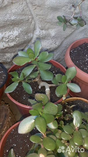 Денежные деревья