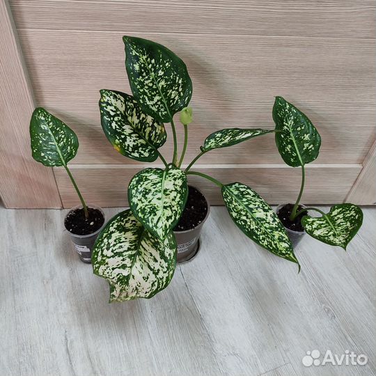 Аглаонемы часть 2