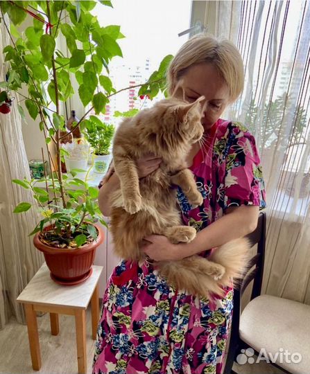 Передержка и социализация животных