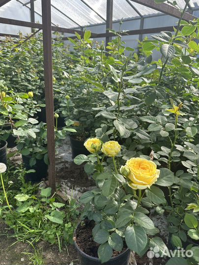 Розы, саженцы роз в горшках