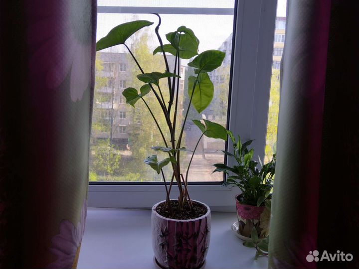 Сингониум, авакадо